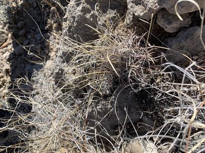 Ferocactus uncinatus, photographed by CK2AZ