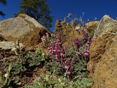Scutellaria cypria, photographed by Julia Moning