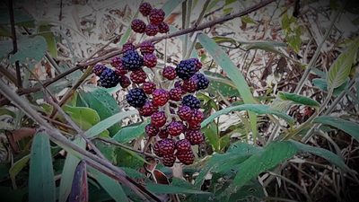 Rubus urticifolius, photographed by Arthur de Jesús Chavarría Pérez