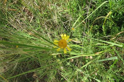 Gaillardia megapotamica, photographed by Agustín Zarco