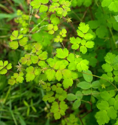 Thalictrum sparsiflorum, photographed by Connie Taylor