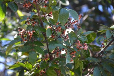 Rhus schiedeana, photographed by Neptalí Ramírez Marcial