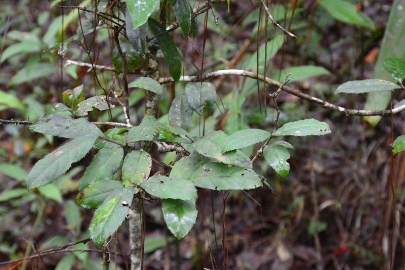Ilex brandegeeana, photographed by Neptalí Ramírez Marcial
