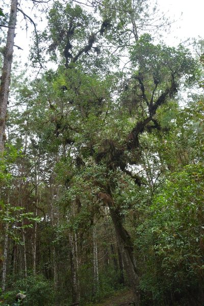 Ilex brandegeeana, photographed by Neptalí Ramírez Marcial