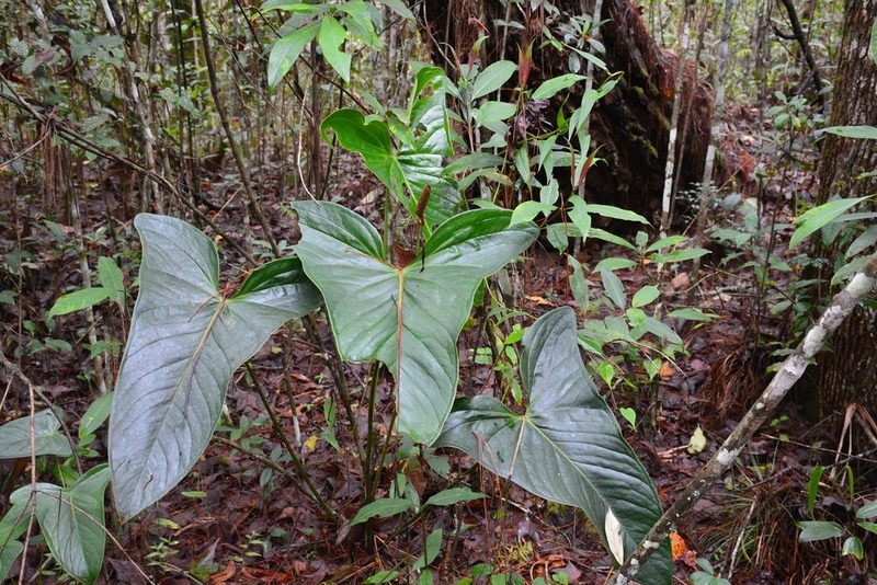 Anthurium lucens, photographed by Neptalí Ramírez Marcial