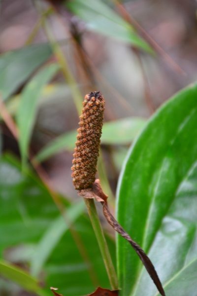 Anthurium lucens, photographed by Neptalí Ramírez Marcial