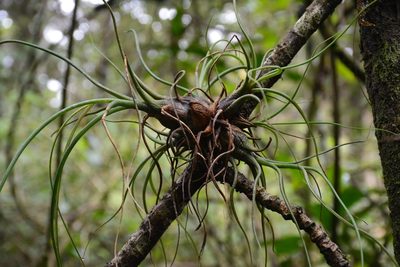Tillandsia butzii, photographed by Neptalí Ramírez Marcial