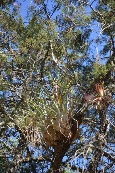 Tillandsia comitanensis, photographed by Neptalí Ramírez Marcial