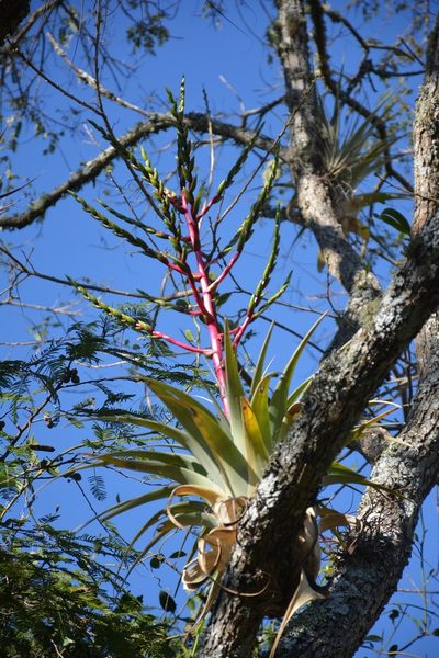 Tillandsia comitanensis, photographed by Neptalí Ramírez Marcial