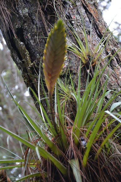 Tillandsia lampropoda, photographed by Neptalí Ramírez Marcial