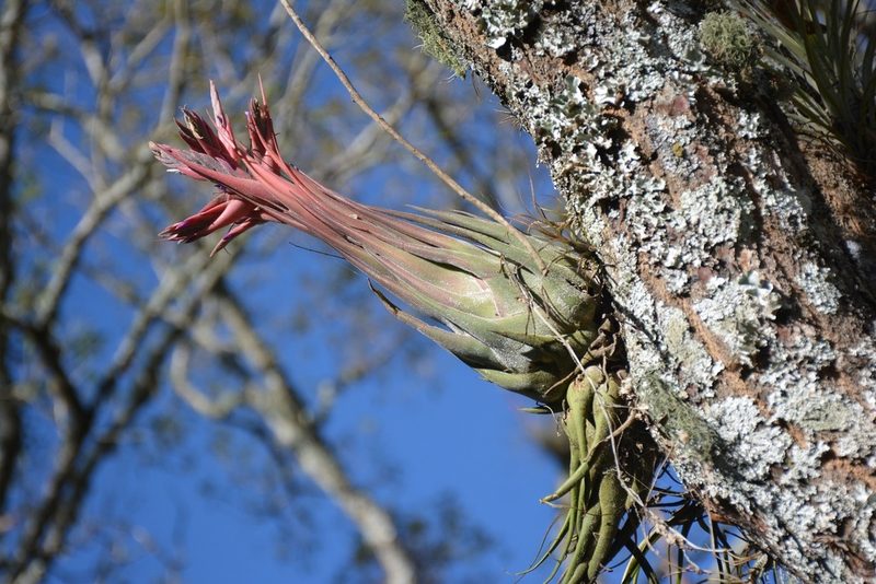 Tillandsia seleriana, photographed by Neptalí Ramírez Marcial