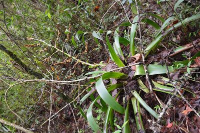 Werauhia werckleana, photographed by Neptalí Ramírez Marcial