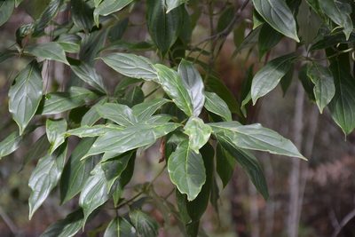 Cornus disciflora, photographed by Neptalí Ramírez Marcial