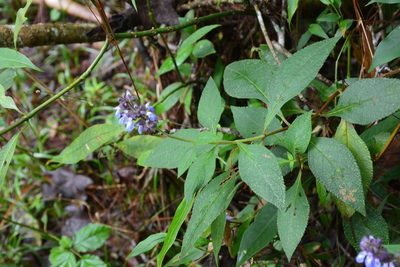 Salvia mocinoi, photographed by Neptalí Ramírez Marcial