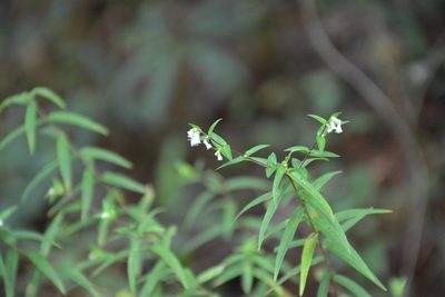 Cuphea avigera, photographed by Neptalí Ramírez Marcial