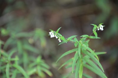Cuphea avigera, photographed by Neptalí Ramírez Marcial