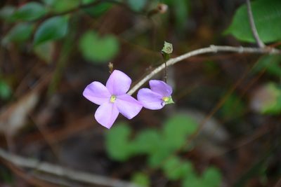 Arthrostemma parvifolium, photographed by Neptalí Ramírez Marcial