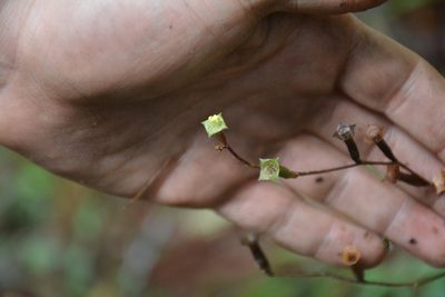 Arthrostemma parvifolium, photographed by Neptalí Ramírez Marcial