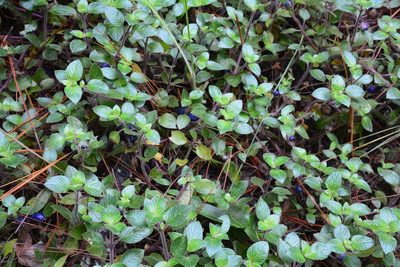 Coccocypselum cordifolium, photographed by Neptalí Ramírez Marcial