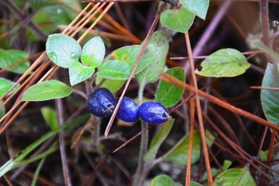 Coccocypselum cordifolium, photographed by Neptalí Ramírez Marcial