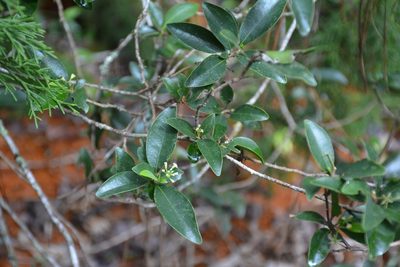 Daphnopsis ficina, photographed by Neptalí Ramírez Marcial