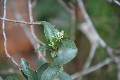 Daphnopsis ficina, photographed by Neptalí Ramírez Marcial