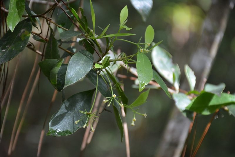 Daphnopsis ficina, photographed by Neptalí Ramírez Marcial