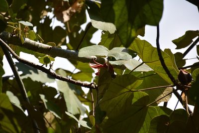 Chiranthodendron pentadactylon, photographed by Neptalí Ramírez Marcial