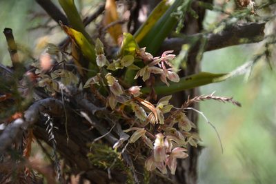 Leochilus oncidioides, photographed by Neptalí Ramírez Marcial