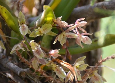 Leochilus oncidioides, photographed by Neptalí Ramírez Marcial