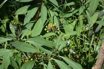 Solanum pubigerum, photographed by Neptalí Ramírez Marcial