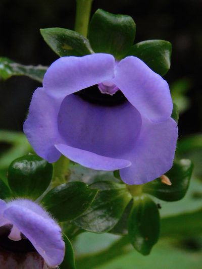 Gloxinia perennis, photographed by desertnaturalist