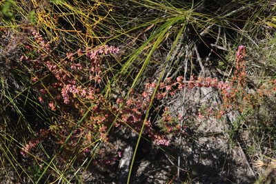 Erica parviflora, photographed by Tony Rebelo