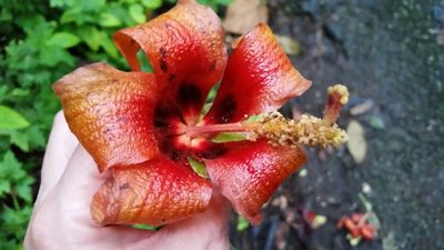 Hibiscus elatus, photographed by Millie Basden