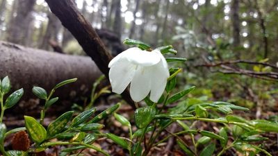 Luzuriaga marginata, photographed by Tabaré Barreto