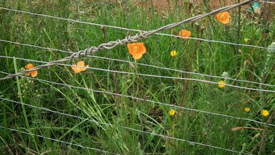 Afropapaver aculeatum, photographed by Shaun Swanepoel