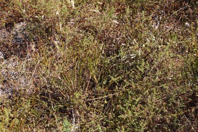 Thesium aggregatum, photographed by Tony Rebelo