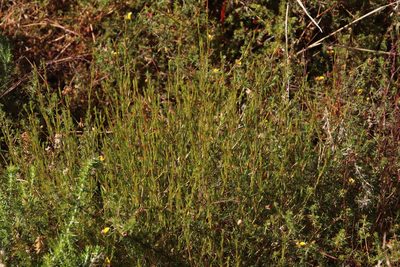 Aspalathus abietina, photographed by Tony Rebelo