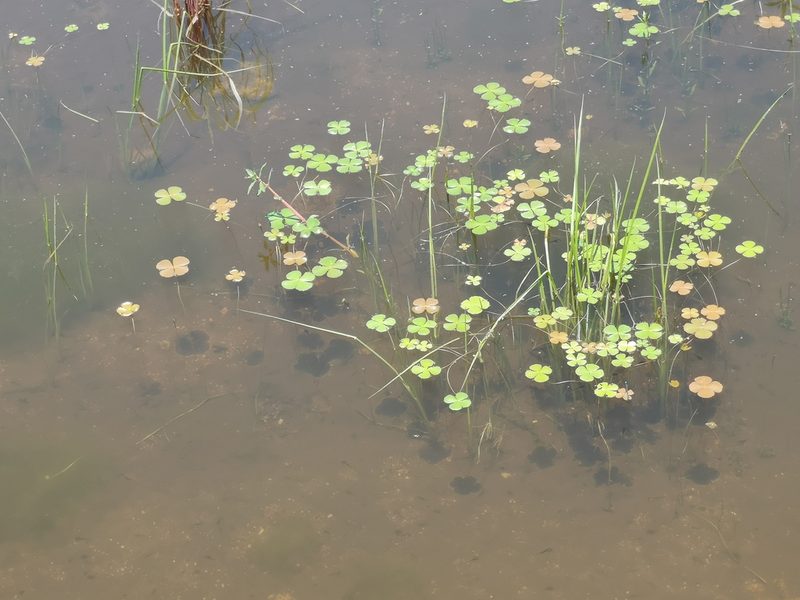 Marsilea macrocarpa, photographed by Jens-Christian Svenning