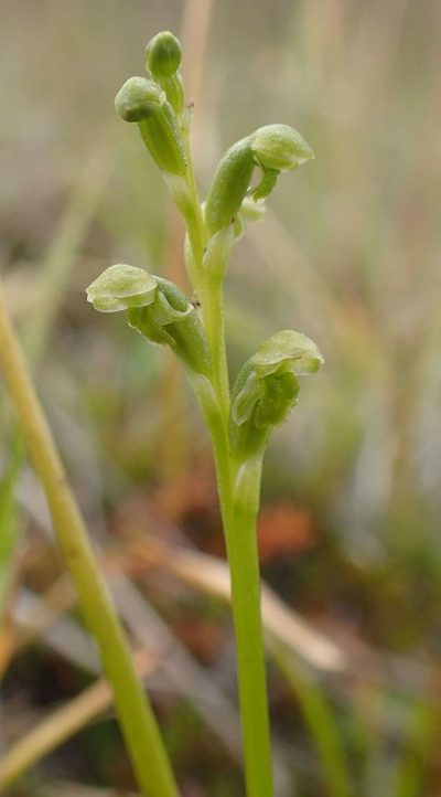 Microtis oligantha, photographed by John Steel