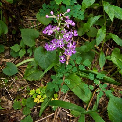 Platanthera shriveri, photographed by Ken-ichi Ueda