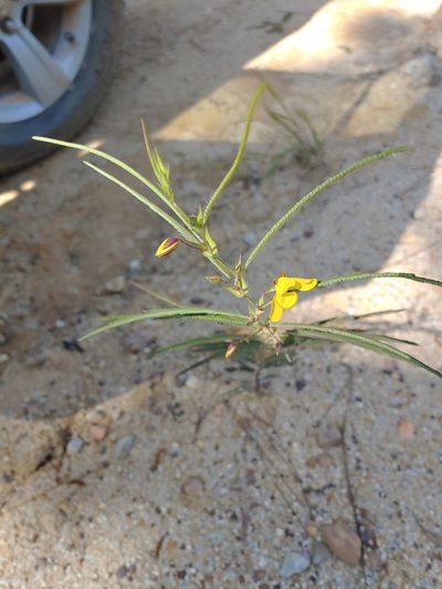 Chamaecrista flexuosa, photographed by Tom and T Herman