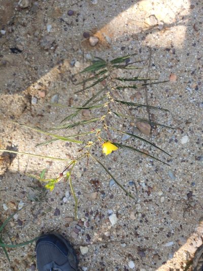Chamaecrista flexuosa, photographed by Tom and T Herman