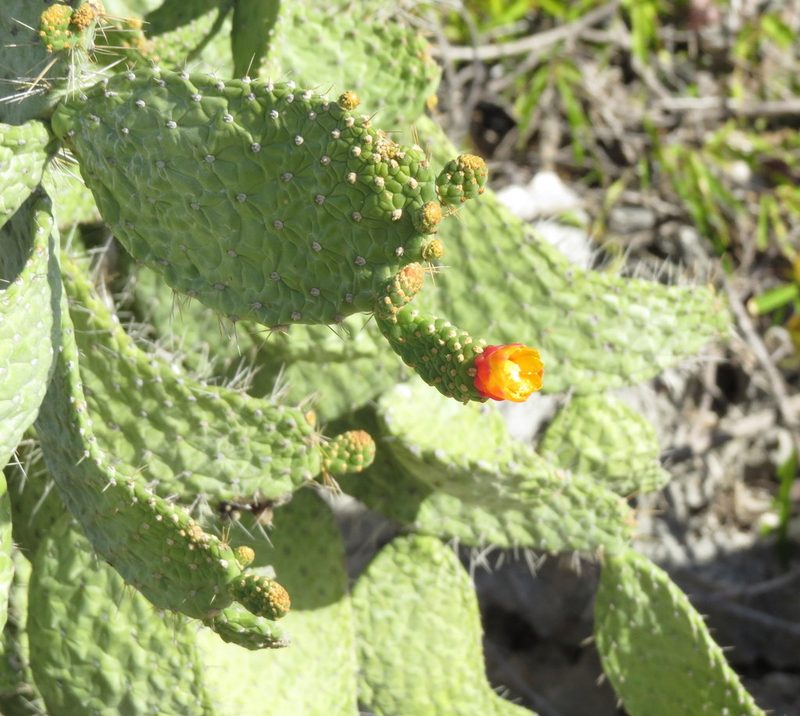 Consolea spinosissima, photographed by Millie Basden