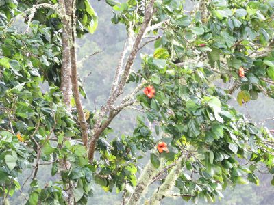 Hibiscus elatus, photographed by Millie Basden