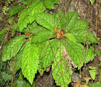 Gesneria acaulis, photographed by Millie Basden