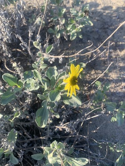 Helianthus niveus, photographed by Jim Riley