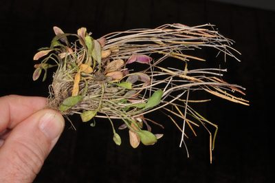 Cardamine dimidia, photographed by Pieter Pelser