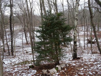 Taxus cuspidata, photographed by Reuven Martin