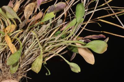Cardamine dimidia, photographed by Pieter Pelser